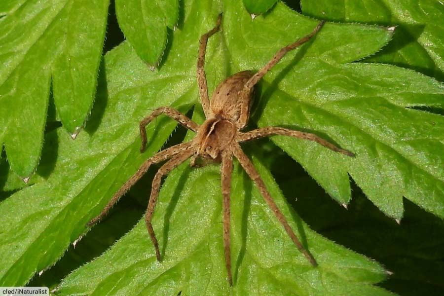 European Nursery Web Spider