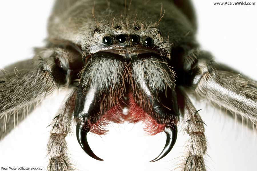 Huntsman Spider showing chelicerae