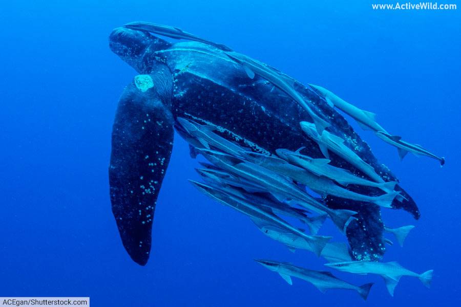 Leatherback sea turtle swimming