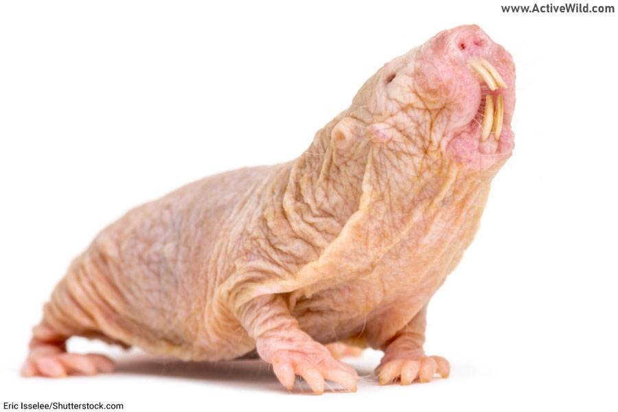 Naked Mole Rat
