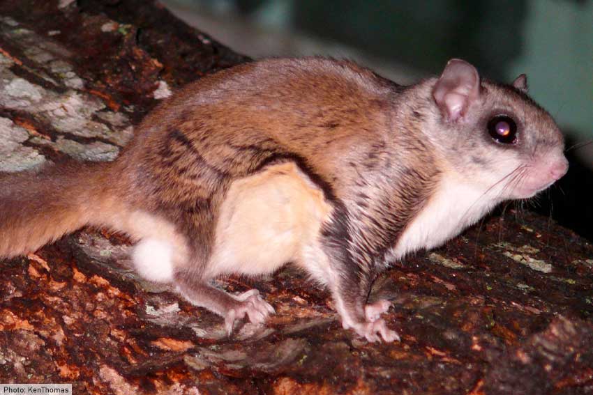 Southern Flying Squirrel in North Carolina