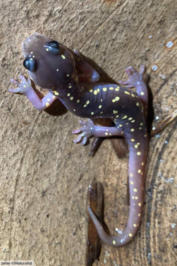 Arboreal Animals Pictures & Facts Animals That Live In Trees