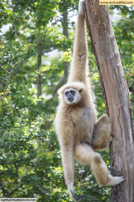 Arboreal Animals Pictures & Facts Animals That Live In Trees