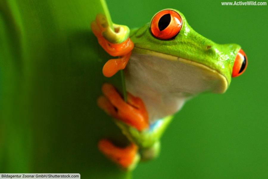 Arboreal Animals Pictures & Facts Animals That Live In Trees