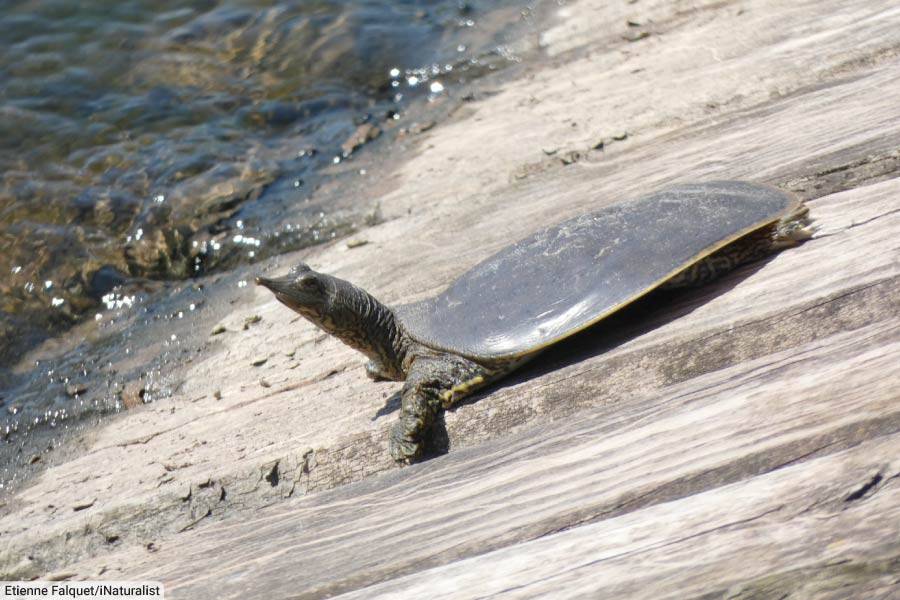 Spiny Softshell Turtle Basking