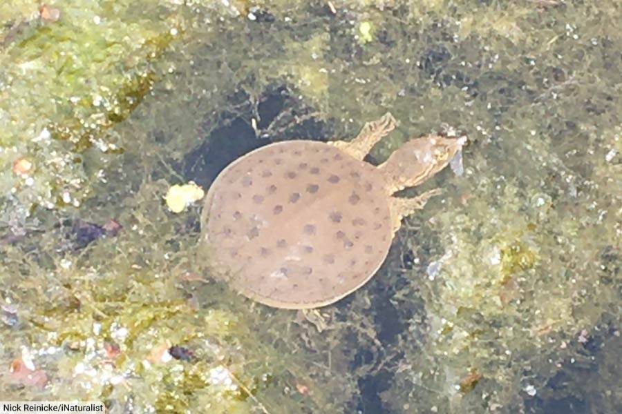 Spiny Softshell Turtle Underwater