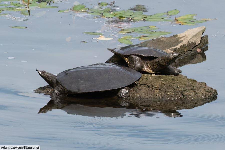 Spiny Softshell Turtles Basking
