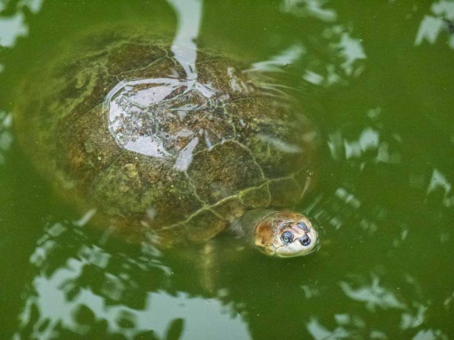 Arrau Turtle