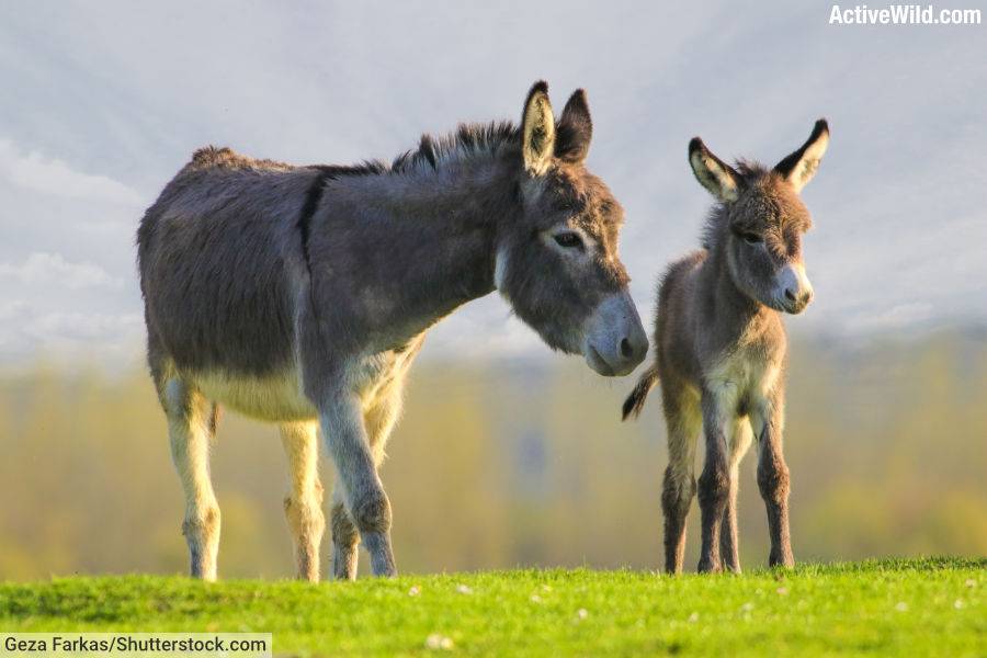 Donkey Facts Pictures Information Complete Species Guide Donkey Facts Pictures Information Complete Species Guide