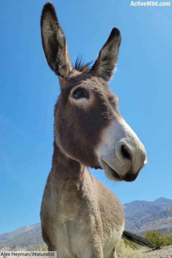 Donkey Close Up Portrait