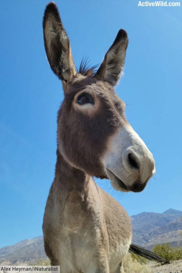 Donkey Facts Pictures Information Complete Species Guide 