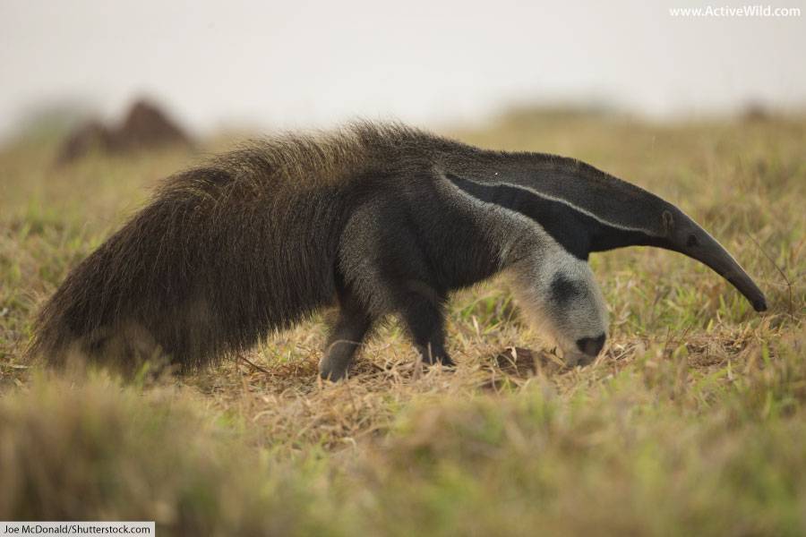 Rainforest Animals List Giant Anteater