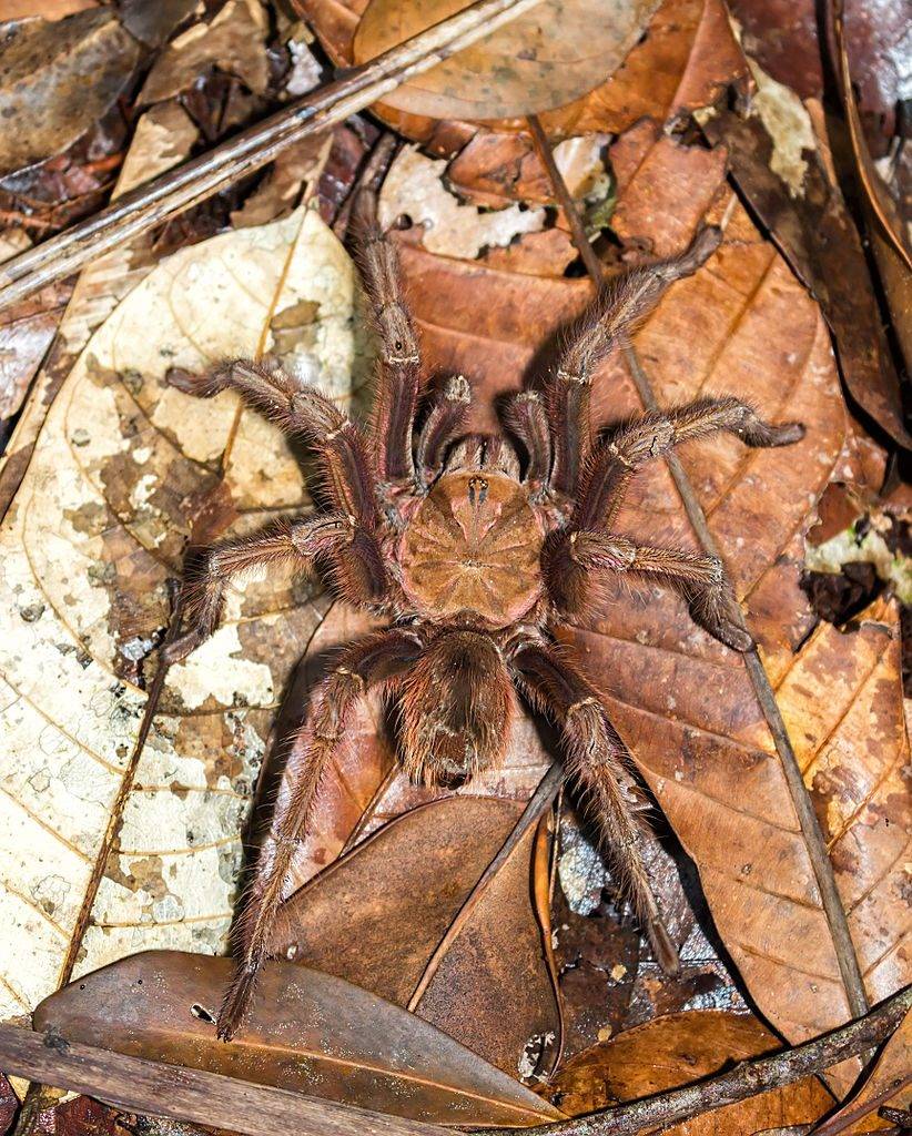 Goliath birdeater Spider