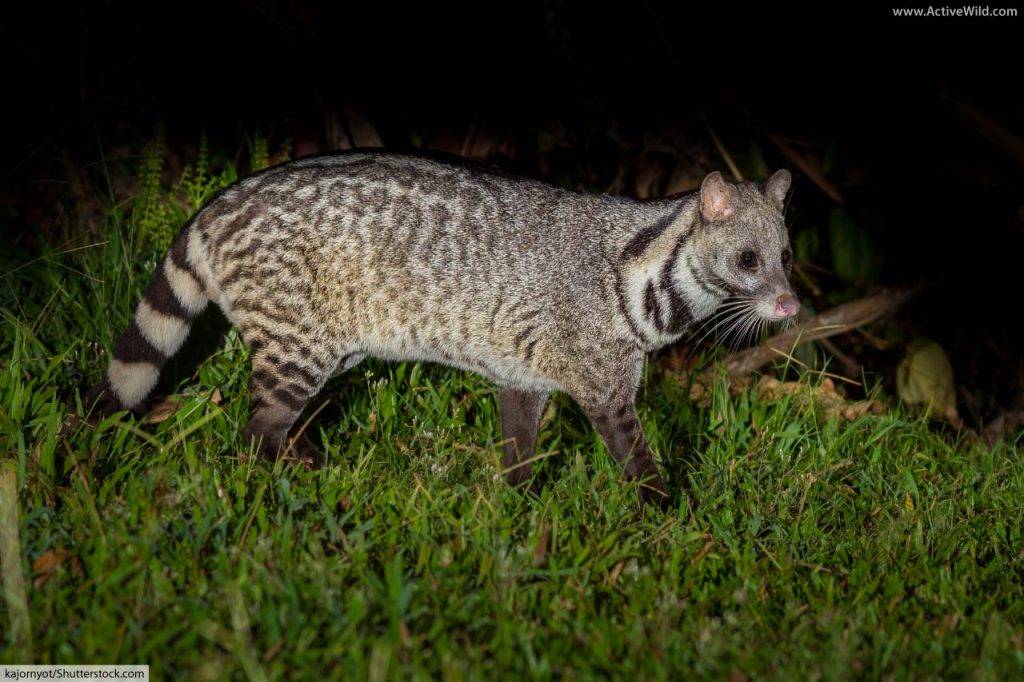 Small Indian civet (Viverricula indica), a species found in South and Southeast Asia