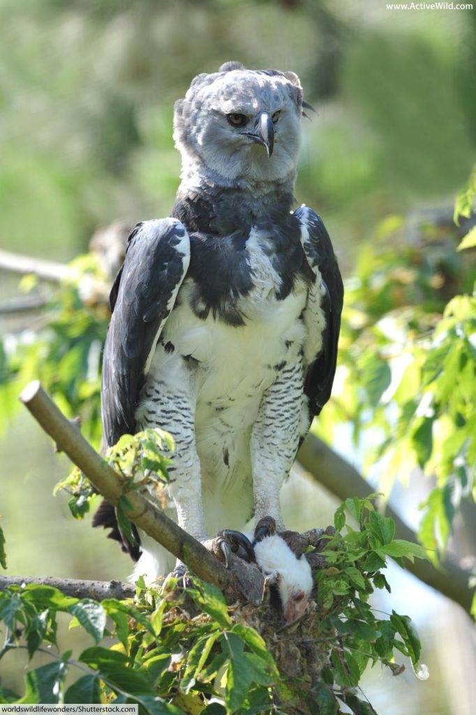 Rainforest Bird Harpy Eagle