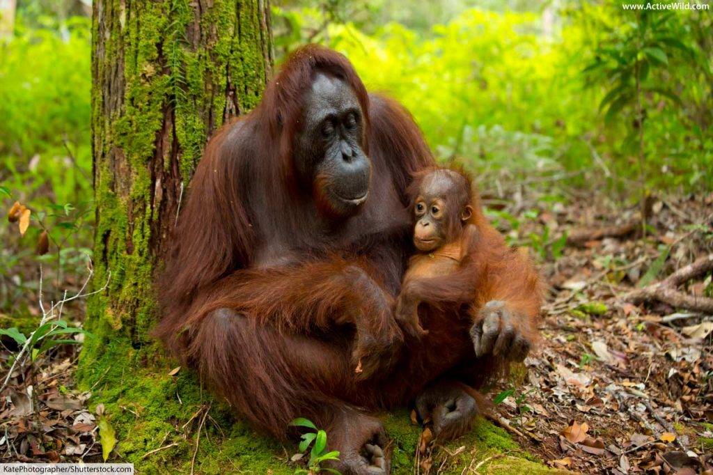 Orangutan mother and baby in rainforest