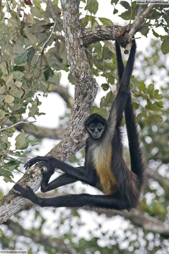 Spider Monkey Rainforest Animals List