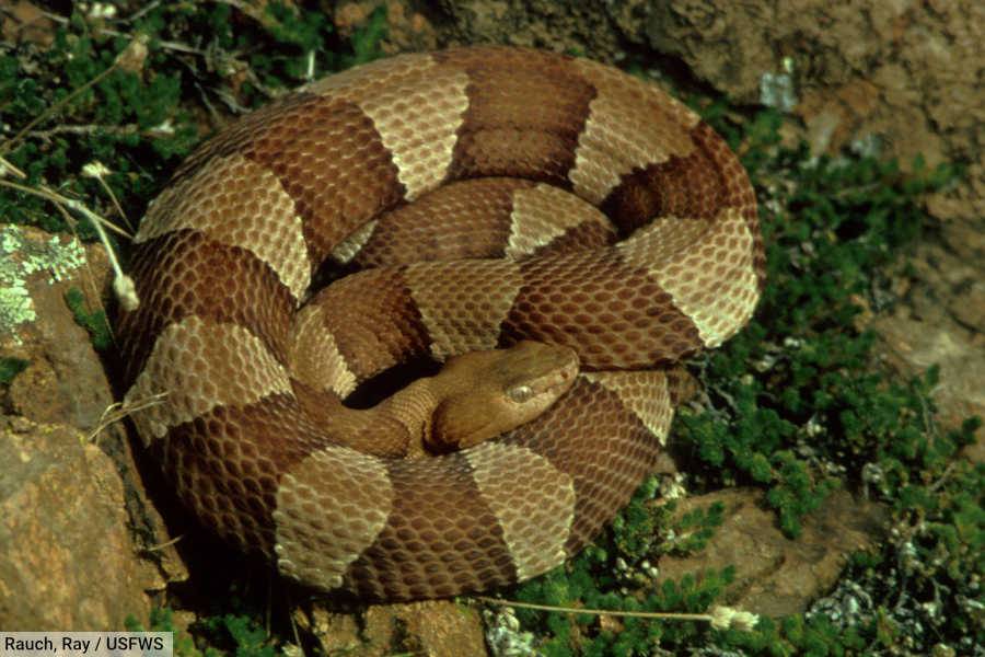 Broad-banded copperhead snake