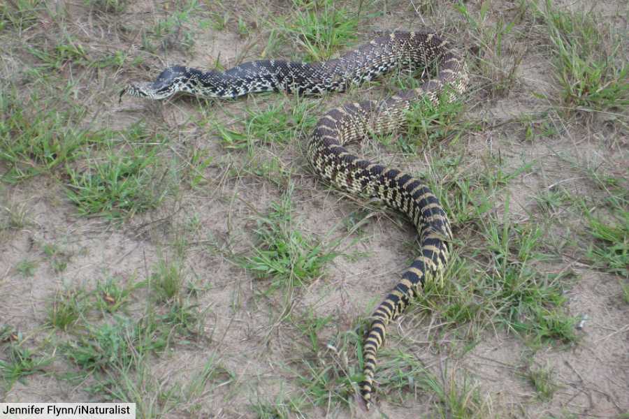 Bullsnake Subspecies of Gopher Snake