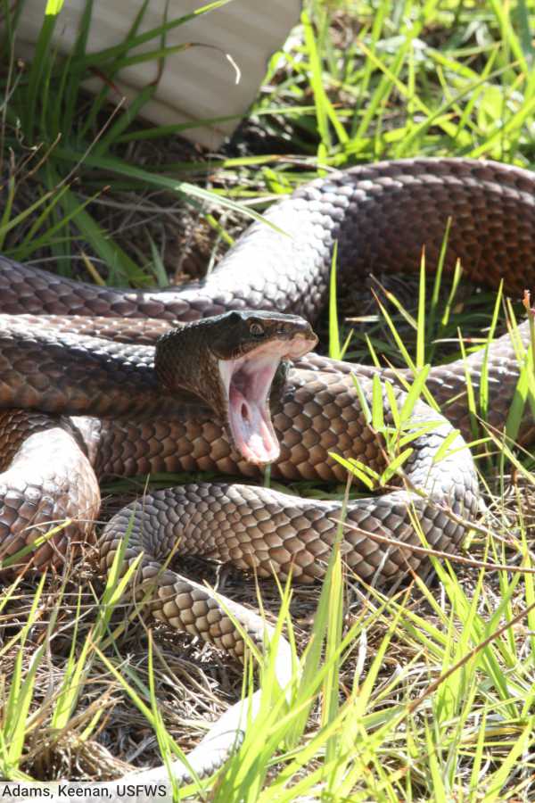Eastern Coachwhip Snake With Open Mouth