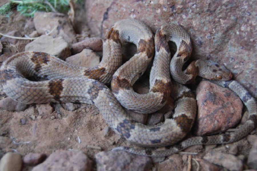 Texas Lyre Snake