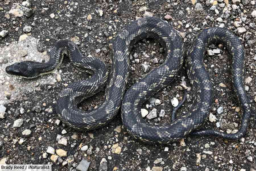 Texas Mud Snake