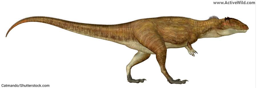 Carcharodontosaurus