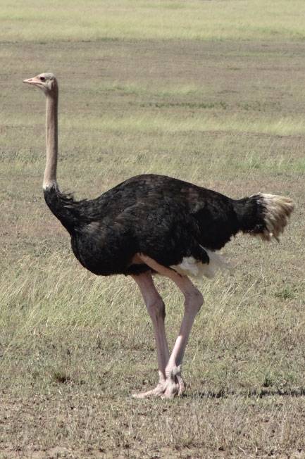 Ostrich