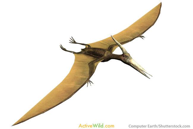 Pterodactyl flying reptile