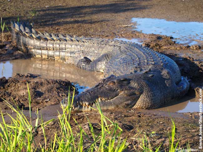 Saltwater Crocodile