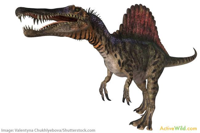 Spinosaurus Dinosaur