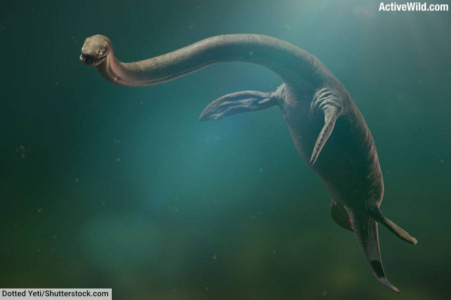 Elasmosaurus Plesiosaur