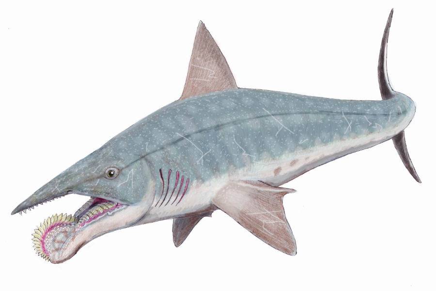 Helicoprion