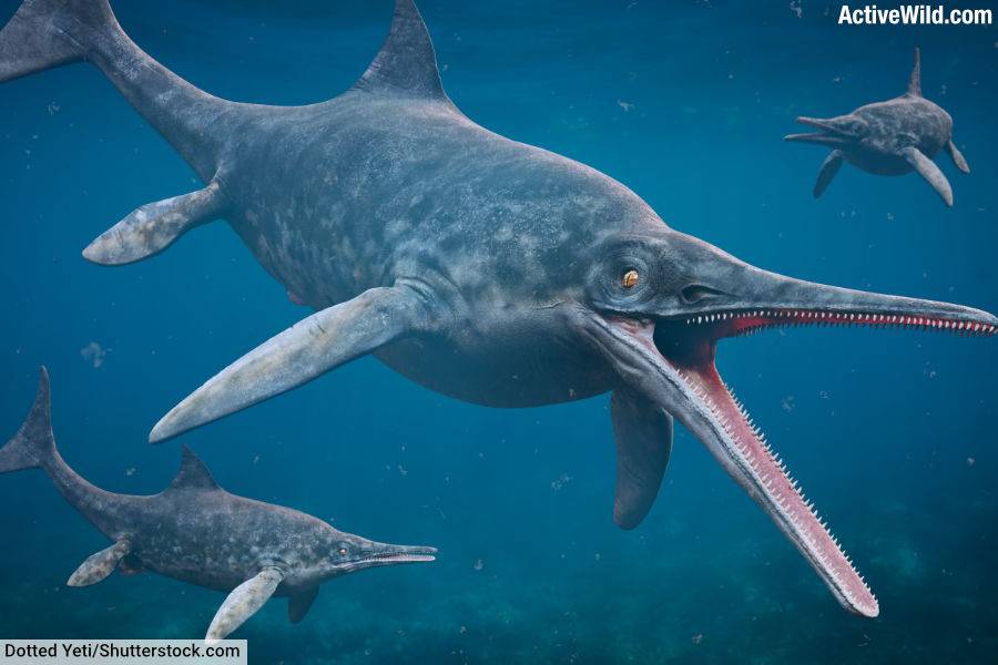 Ichthyosaur