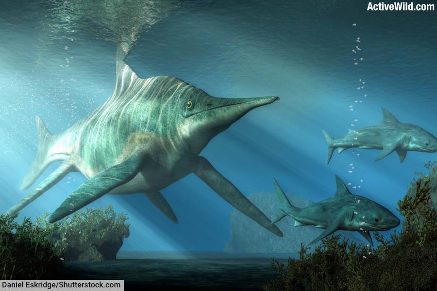 Ichthyosaurus