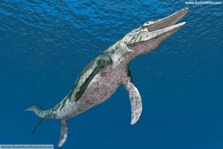 Mosasaur