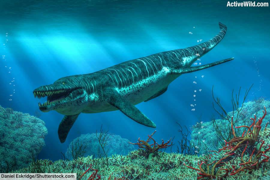 Pliosaur Kronosaurus