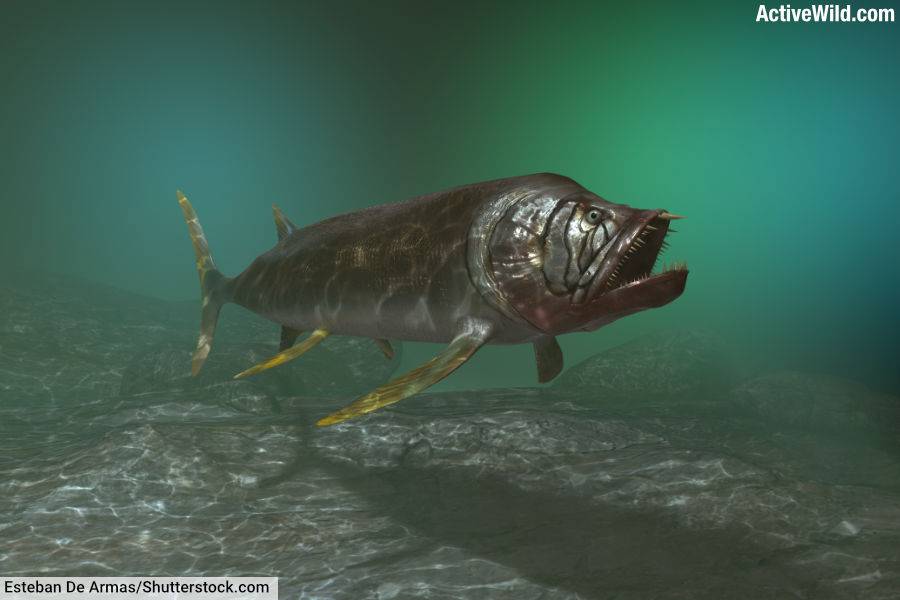 Xiphactinus Prehistoric Fish