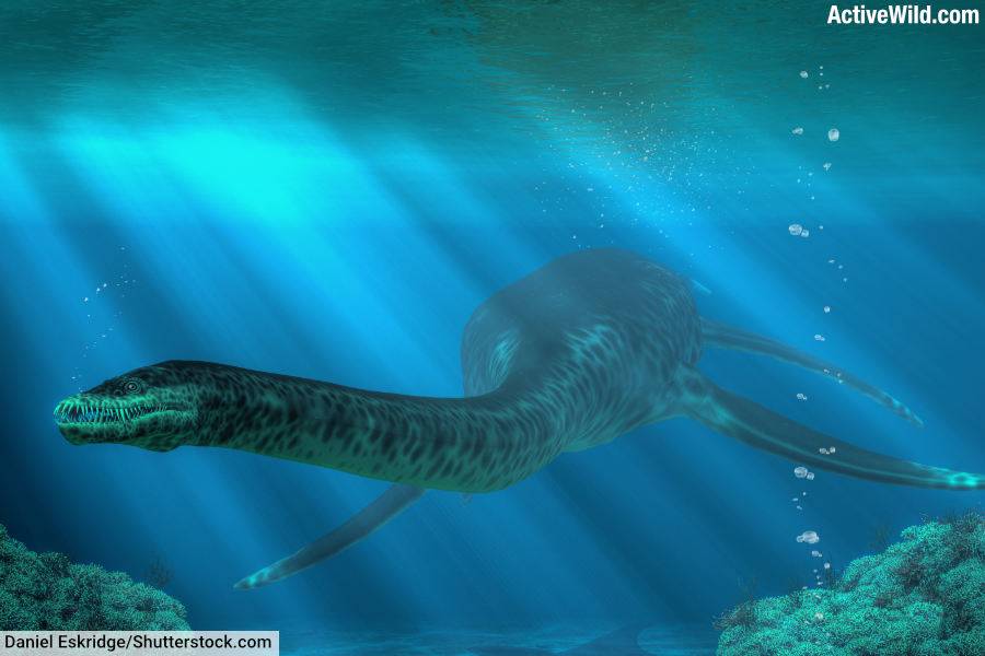 plesiosaur