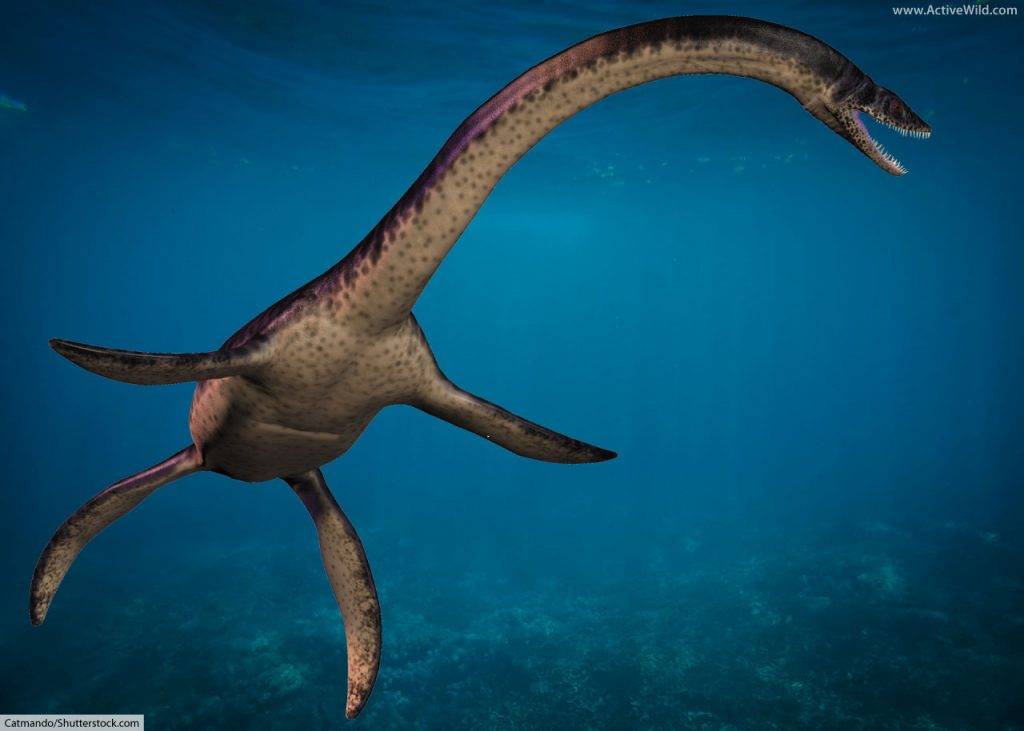 plesiosaurus