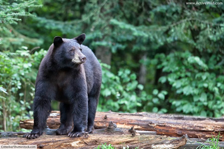 American Black Bear