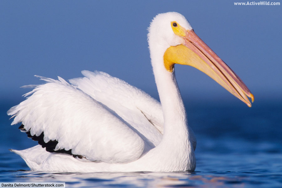 American white pelican