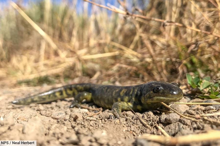 Barred Tiger Salamander / Western Tiger Salamander