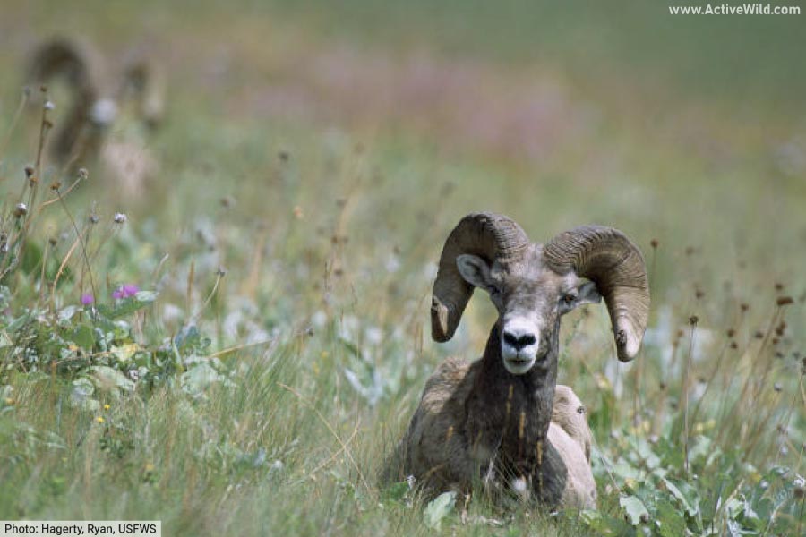Bighorn sheep at the National Bison Range