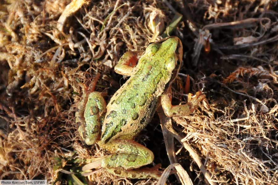 Boreal Chorus Frog