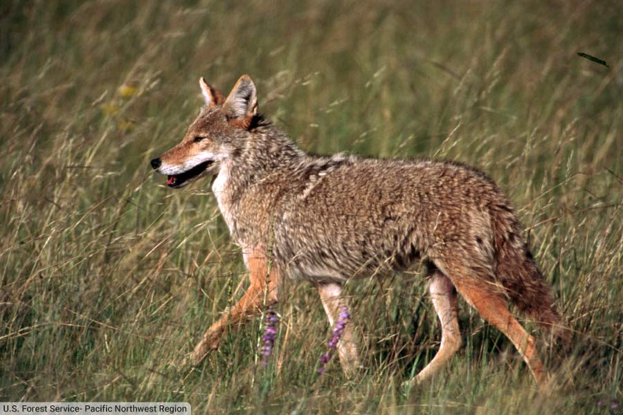 Coyote