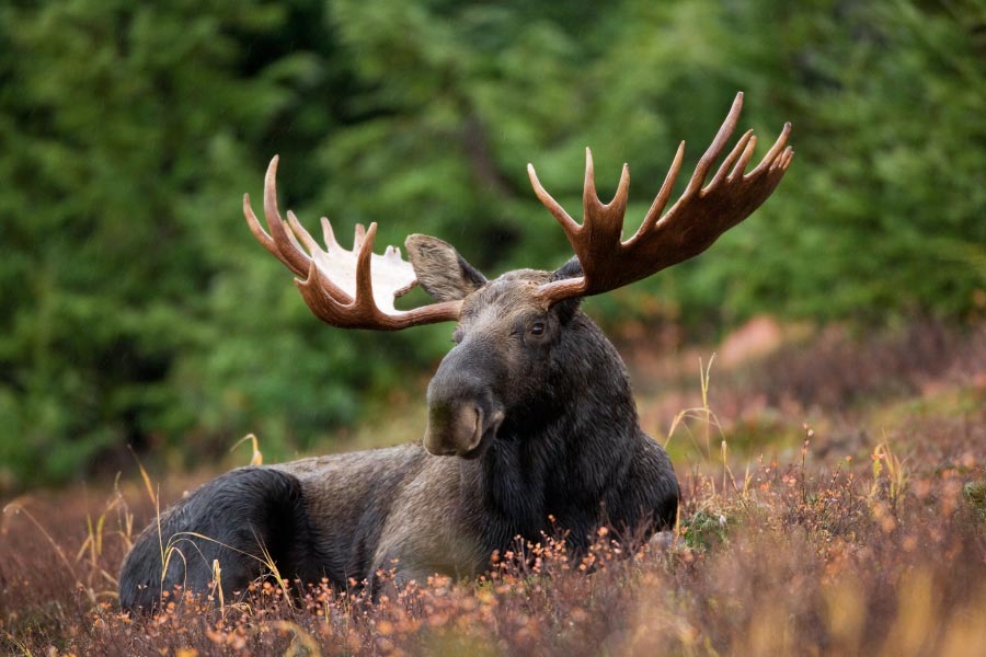 Moose