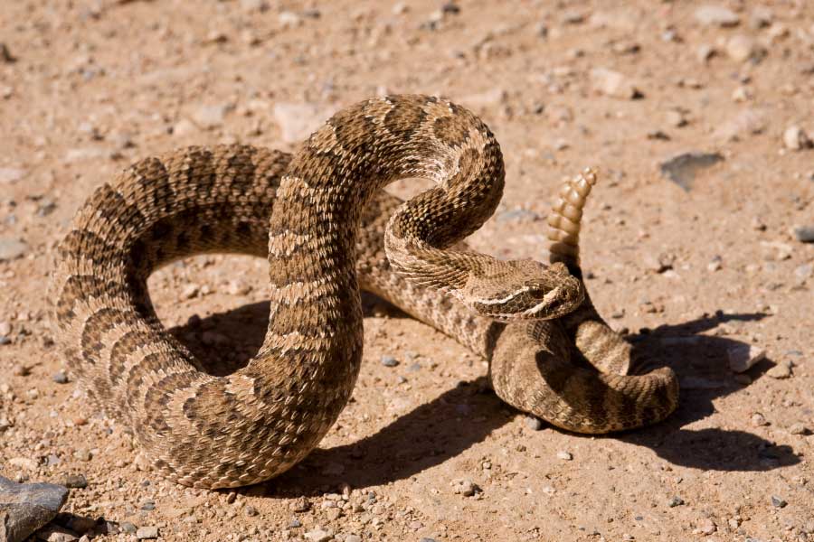 Prairie Rattlesnake