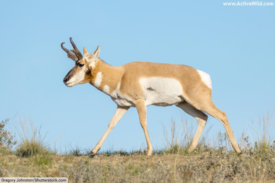 Pronghorn