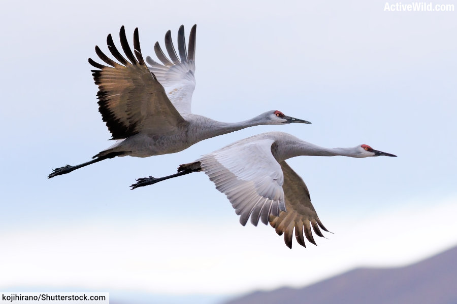 Sandhill Crane Flying